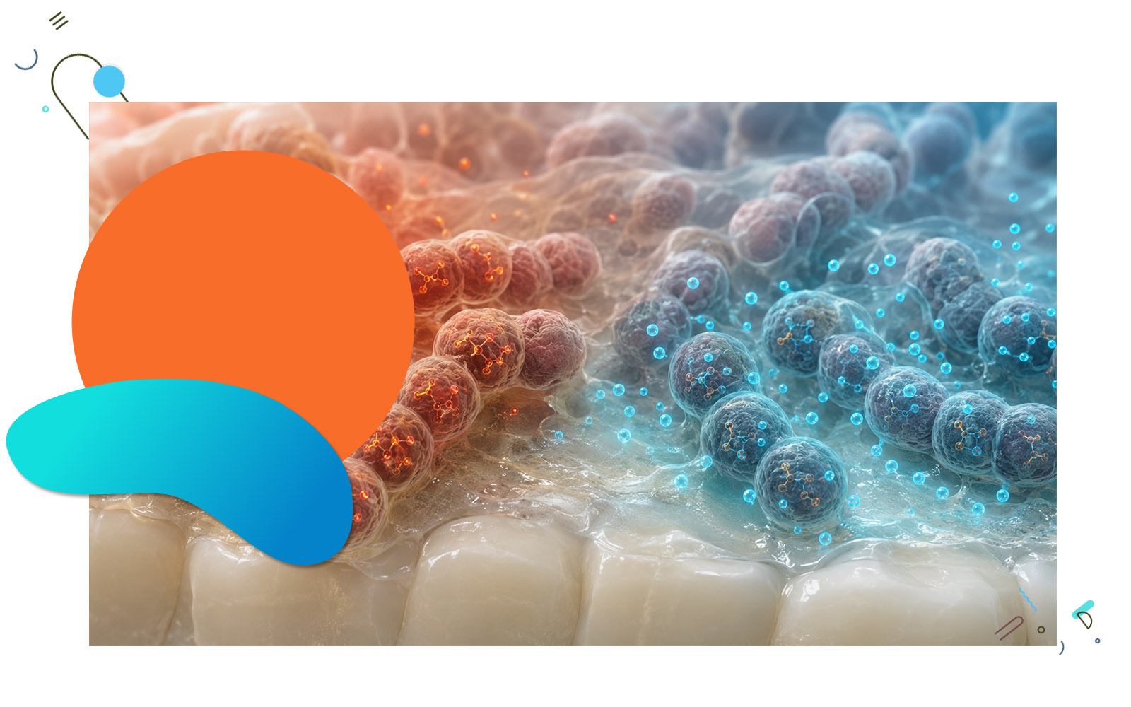 Streptococcus mutans